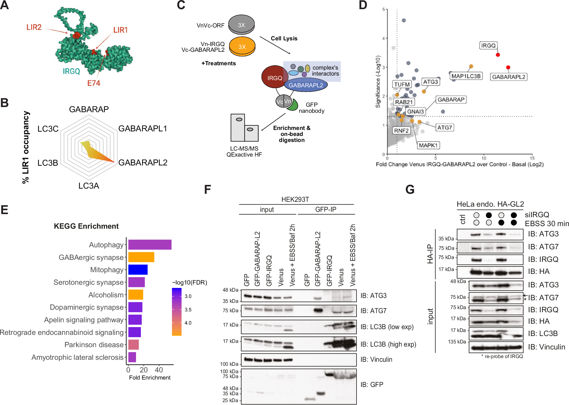 TBK1 restricts IRGQ-mediated autophagy | Nature Communications