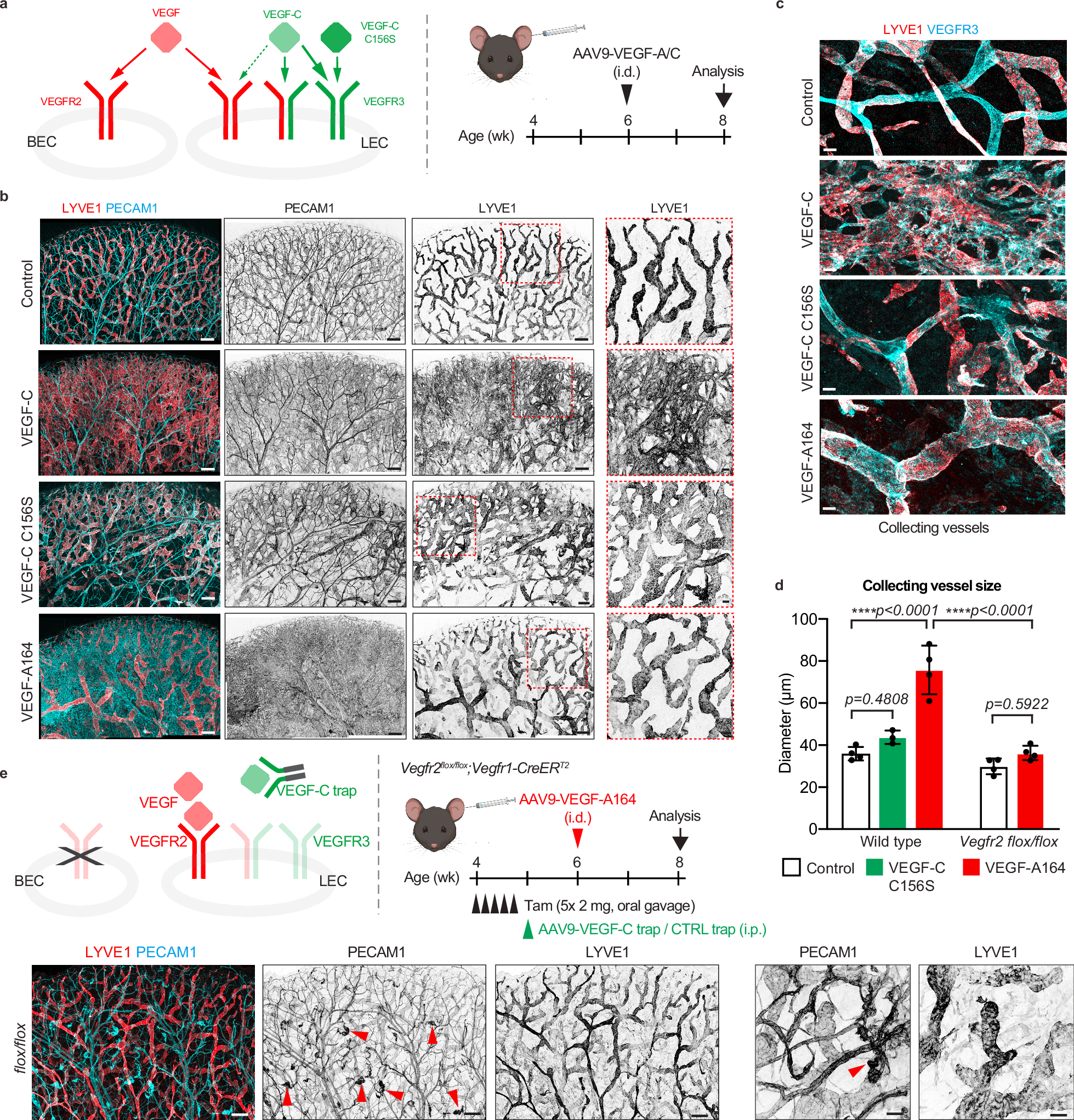 Fig. 1: Effects of selective VEGFR2 and/or VEGFR3 activation on postnatal lymphangiogenesis.
