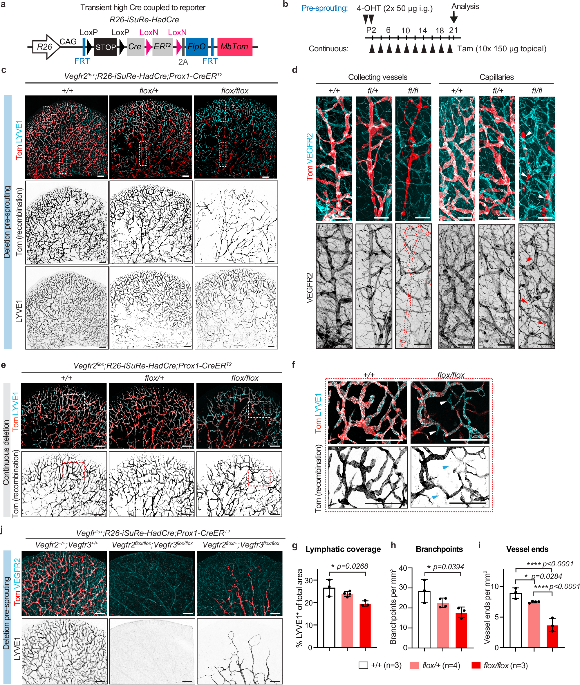 Fig. 4: Impaired developmental lymphangiogenesis upon efficient deletion of Vegfr2 in LECs.