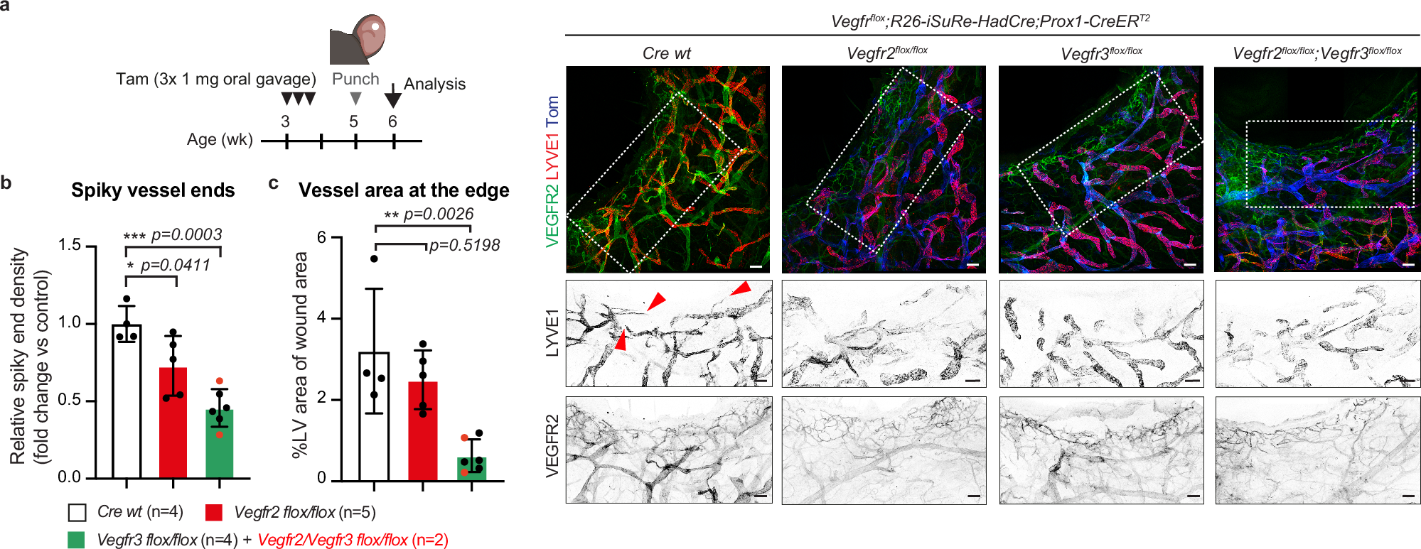 Fig. 6: VEGFR2 promotes lymphatic sprouting during regenerative lymphangiogenesis.