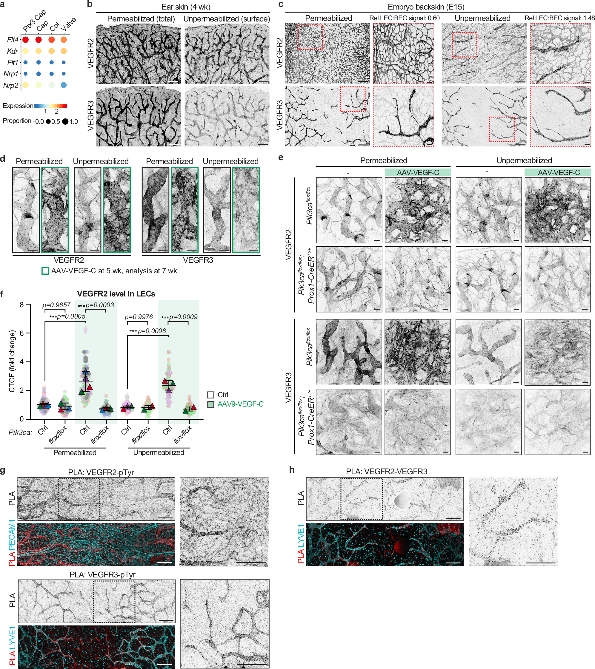 Fig. 7: Expression, cell surface localization and activation of VEGFR2 and VEGFR3 and their heterodimers in lymphatic endothelium.