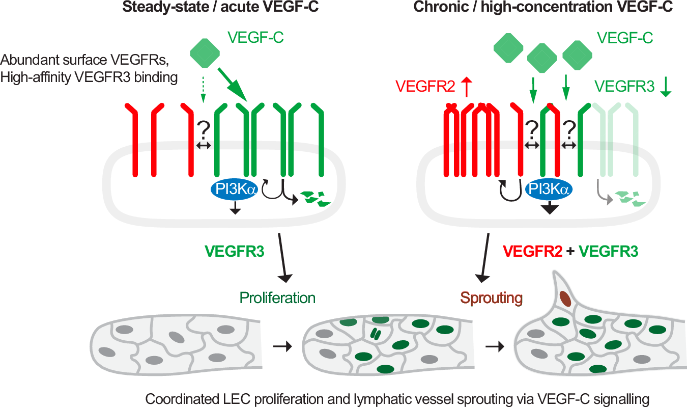 Fig. 8: Proposed model of VEGF-C-mediated lymphangiogenesis.