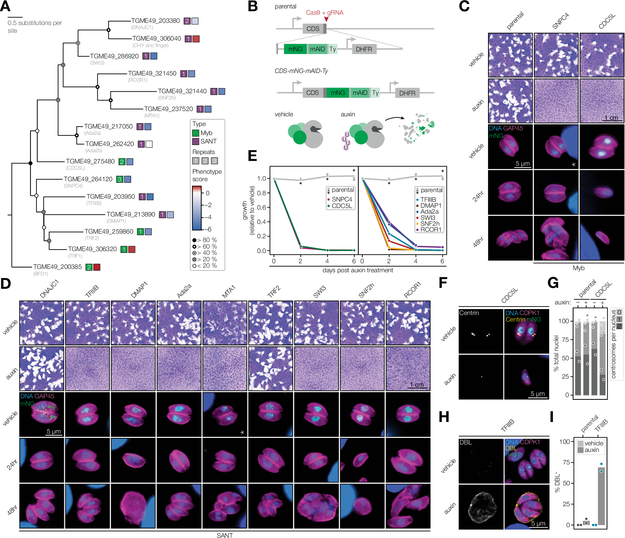 Two distinct SWI/SNF complexes direct chromatin-linked transcriptional programs in Toxoplasma