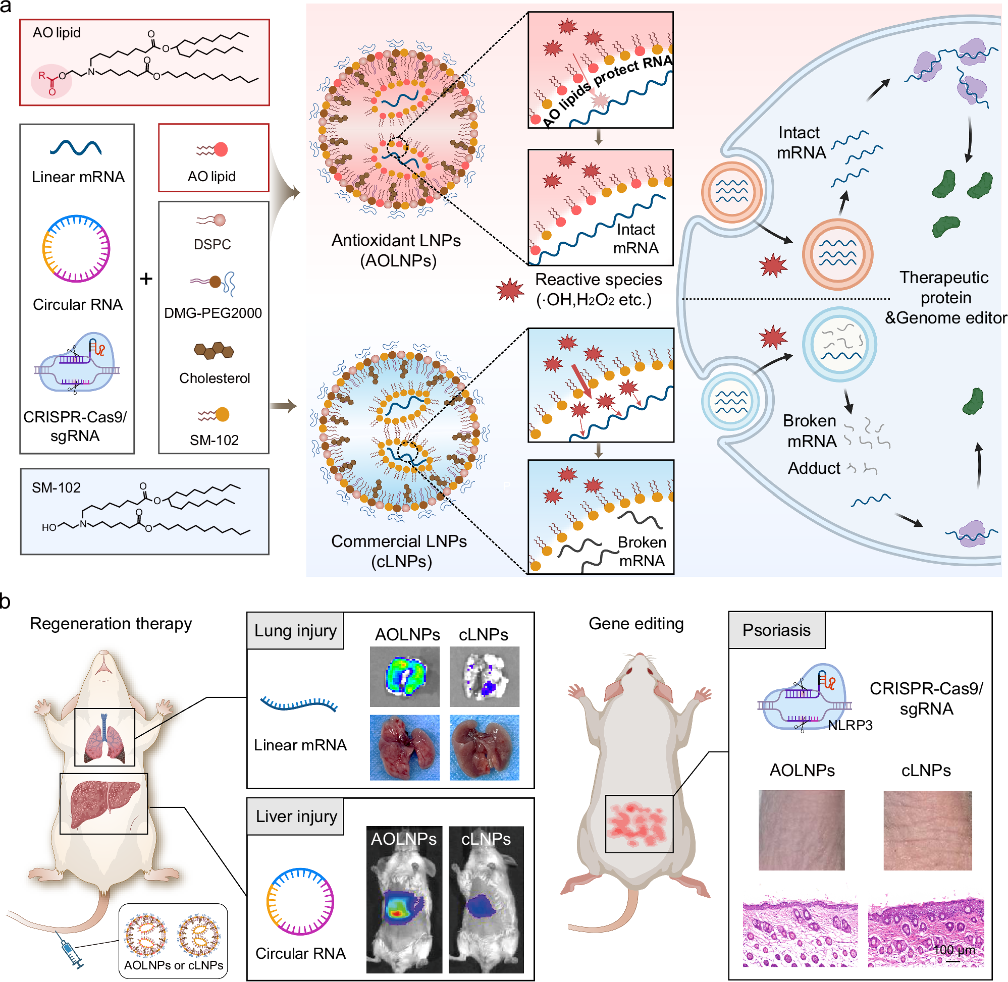 Antioxidant lipid nanoparticles enhance mRNA stability for regeneration therapy and gene editing
