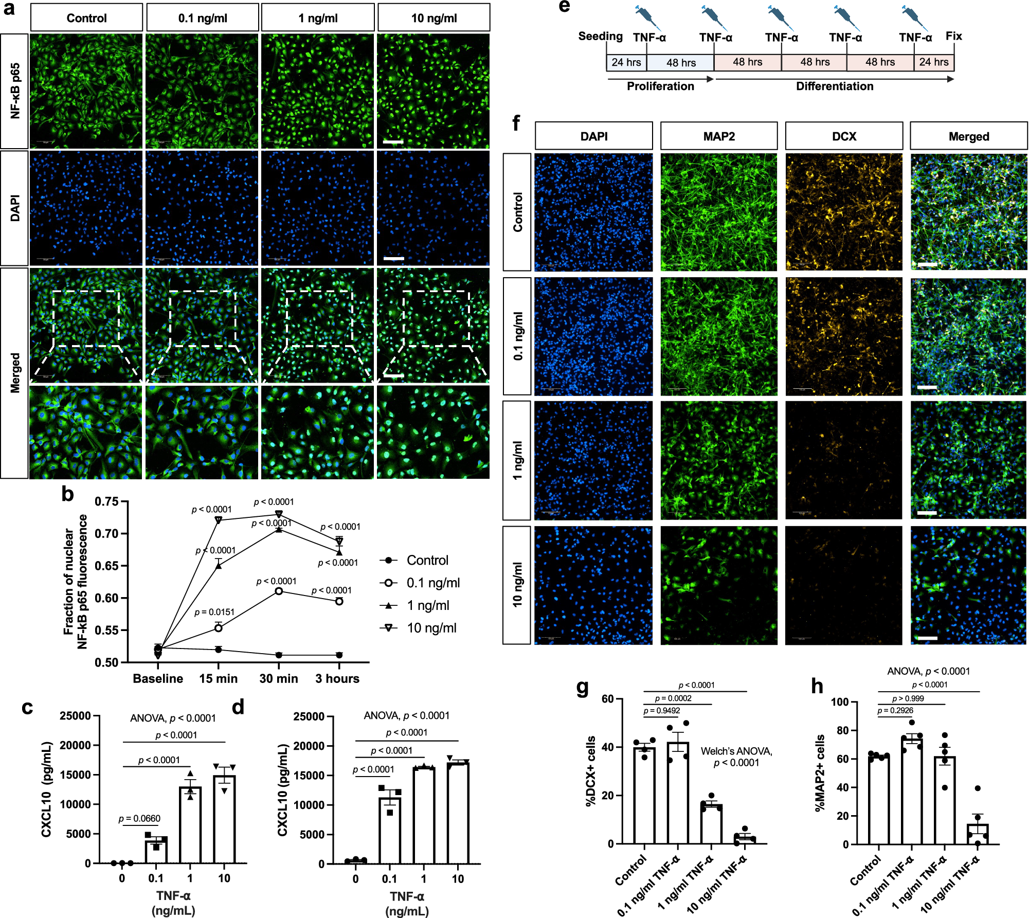 ghk-cu suppresses tnf-α induces type I IFN signalling to suppress neurogenesis and recruit T cells Size:S is ghk cu injection characteristic:Dairy Free
