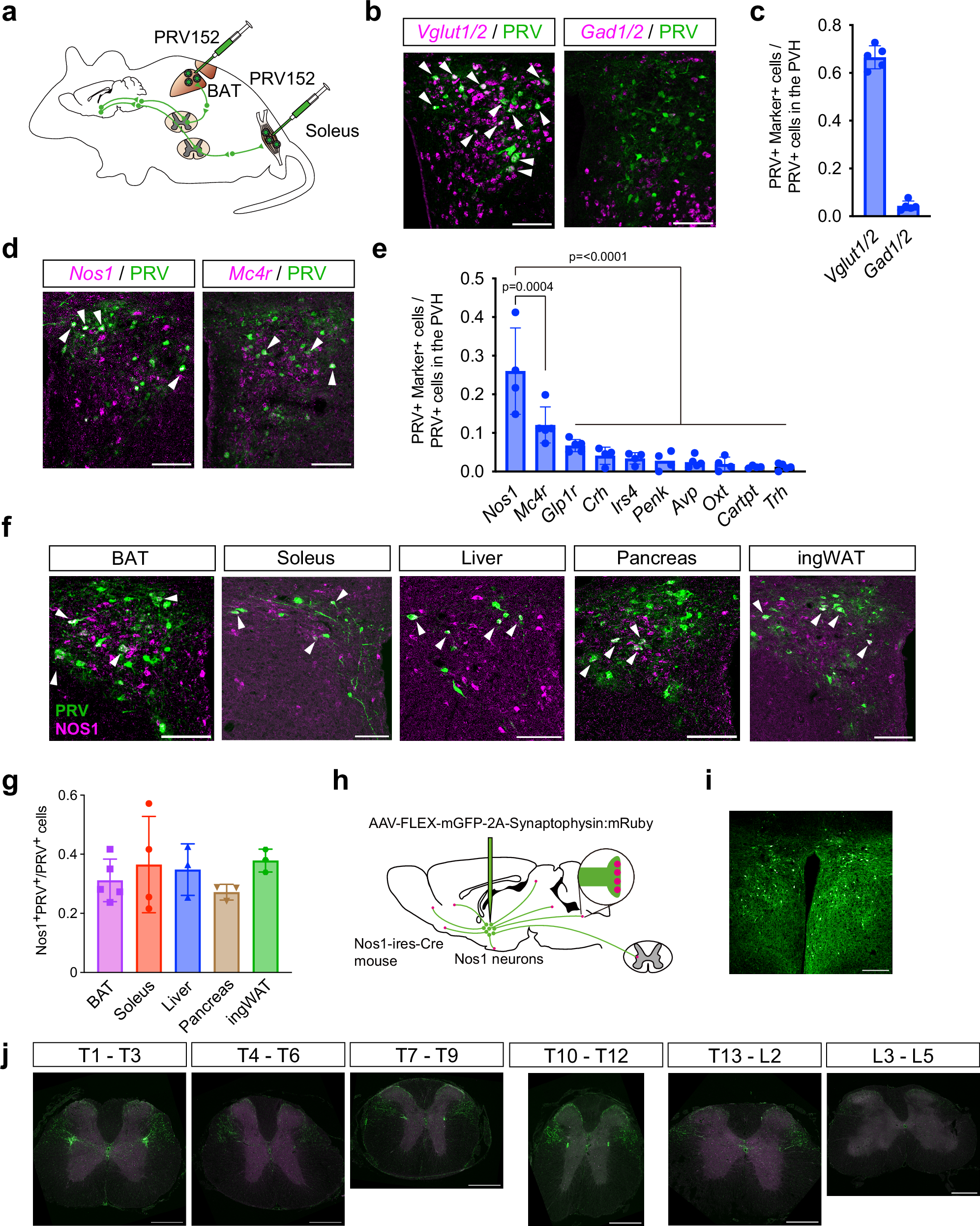 Nos1 neurons in the paraventricular hypothalamic area modulate lipid metabolism via the sympathetic nervous system in male mice