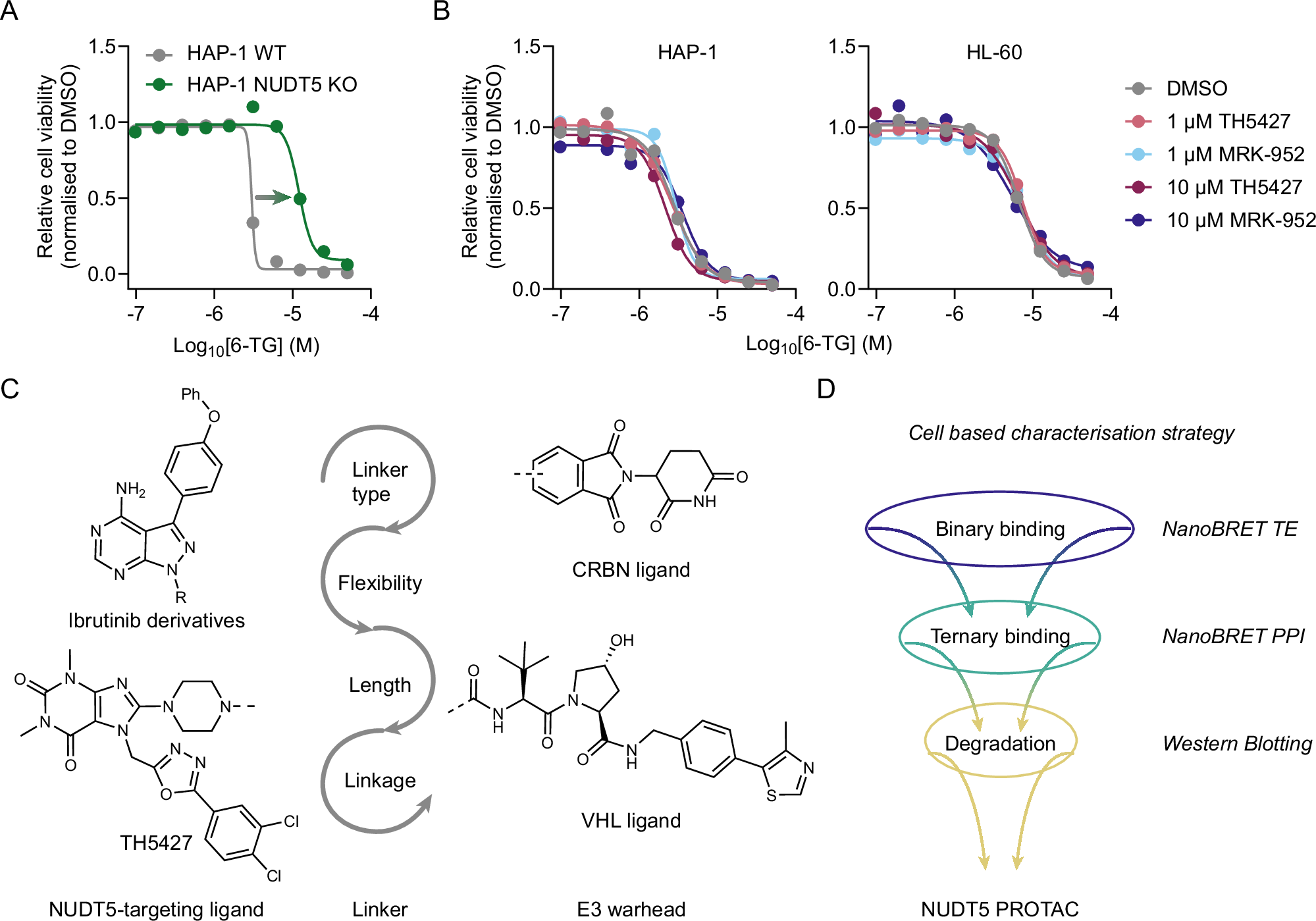 Photograph accompanying Removing NUDT5 made cells resistant to a 70-year-old leukemia drug