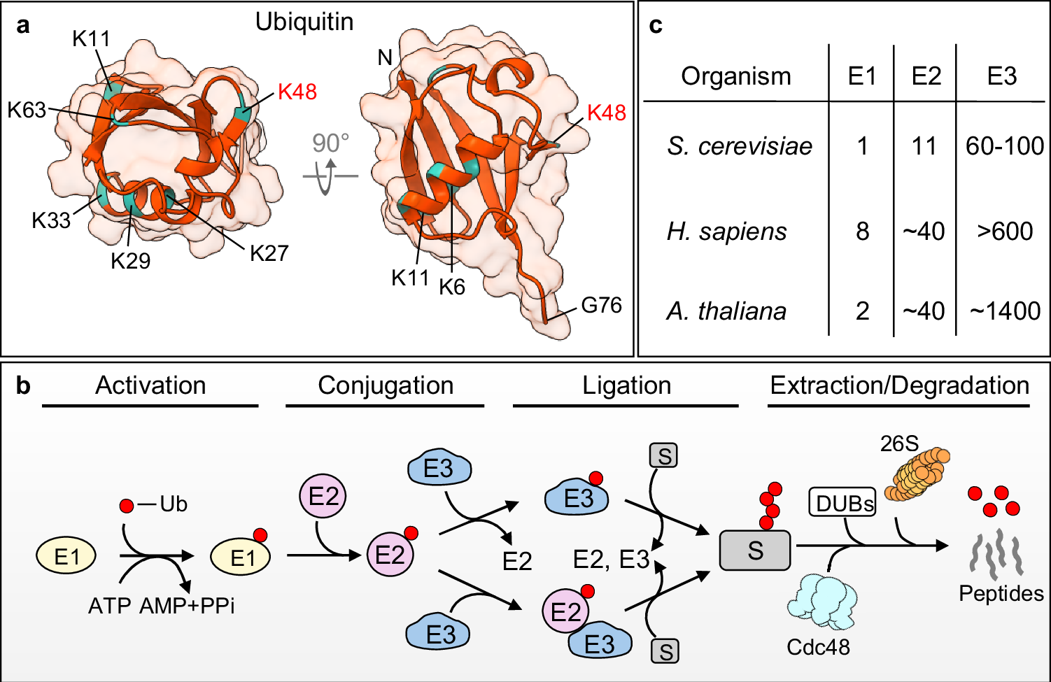 Comparative analysis of Cdc48-dependent proteolysis at the ER, mitochondria and chloroplasts