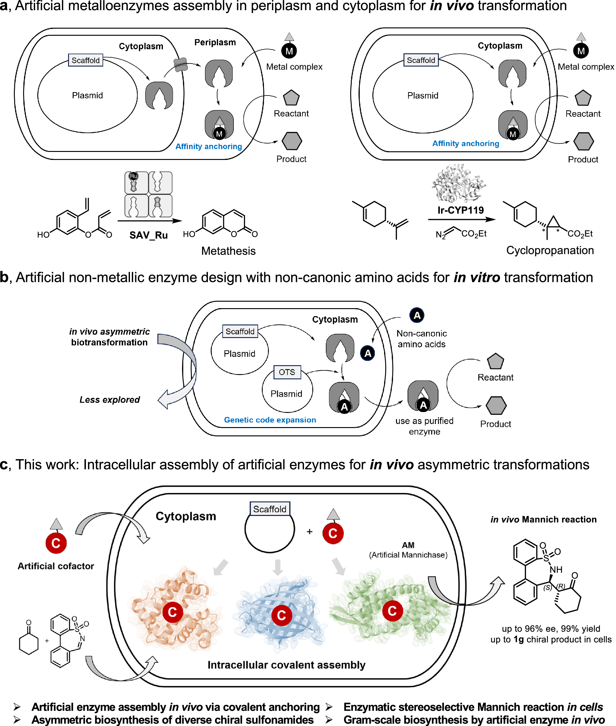 Intracellular assembly of artificial enzymes for cytoplasmic enantioselective Mannich reactions