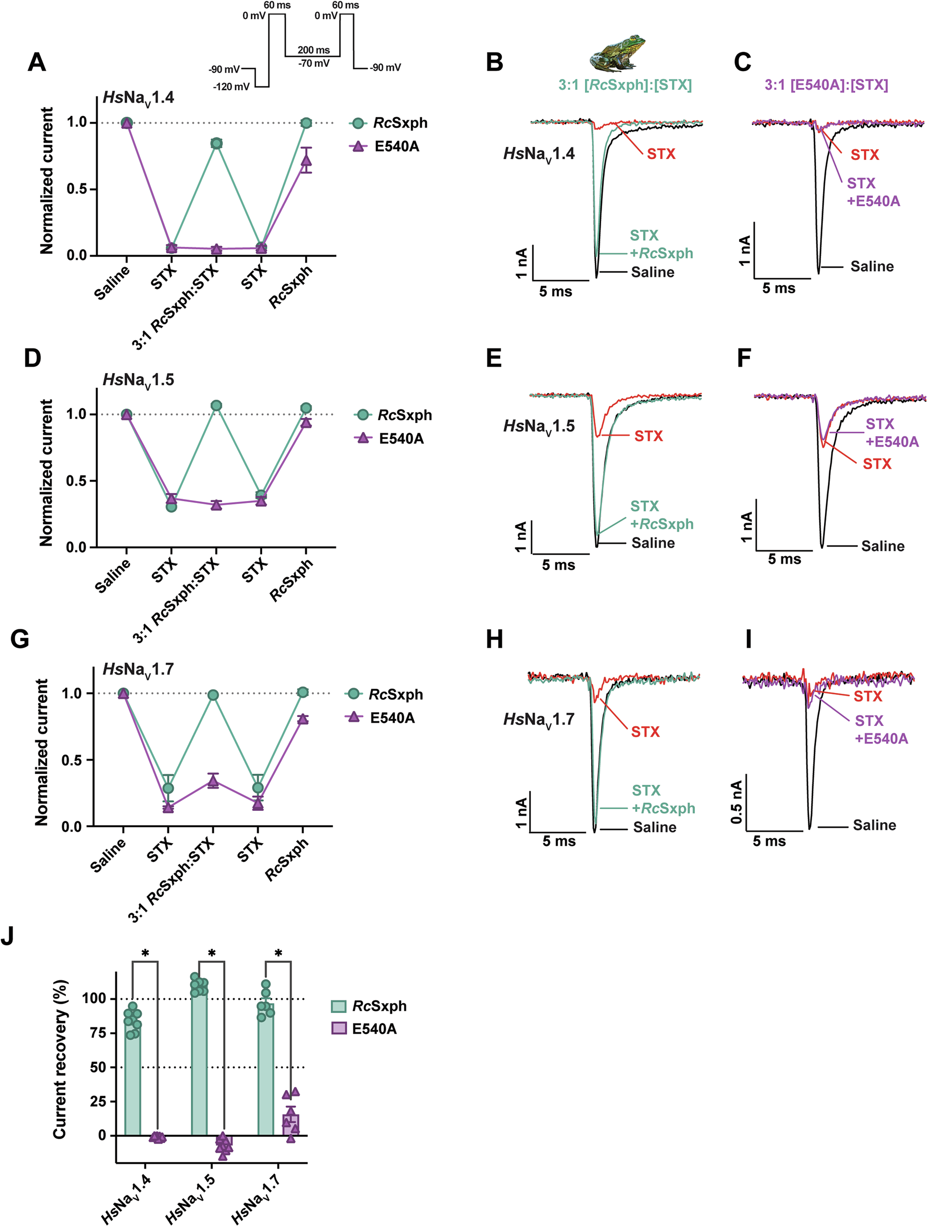 Saxiphilin functions as a toxin sponge protein that counteracts the effects of saxitoxin poisoning