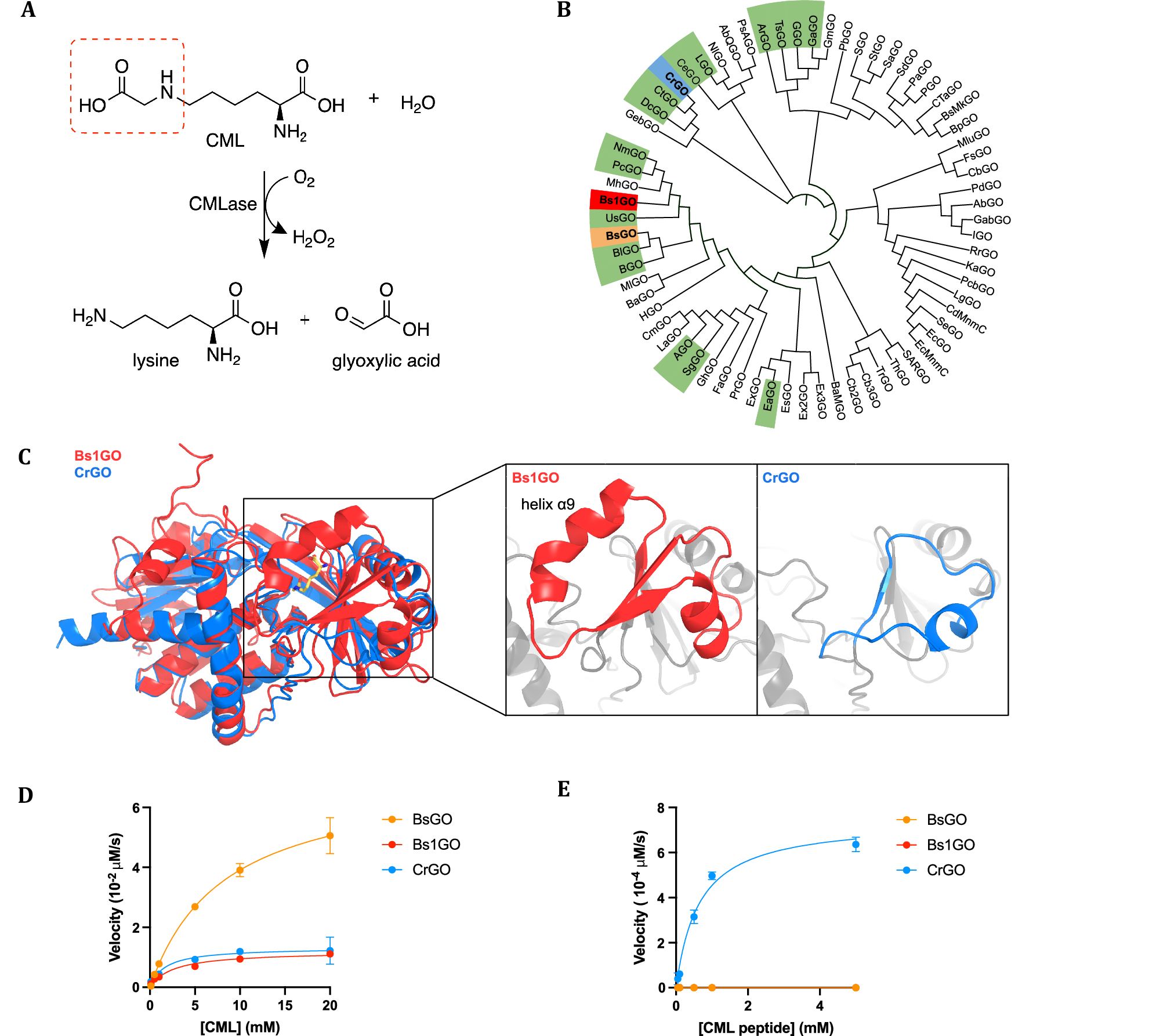 Fig. 1: Discovery of glycine oxidase homologs with activity on peptidyl-CML.