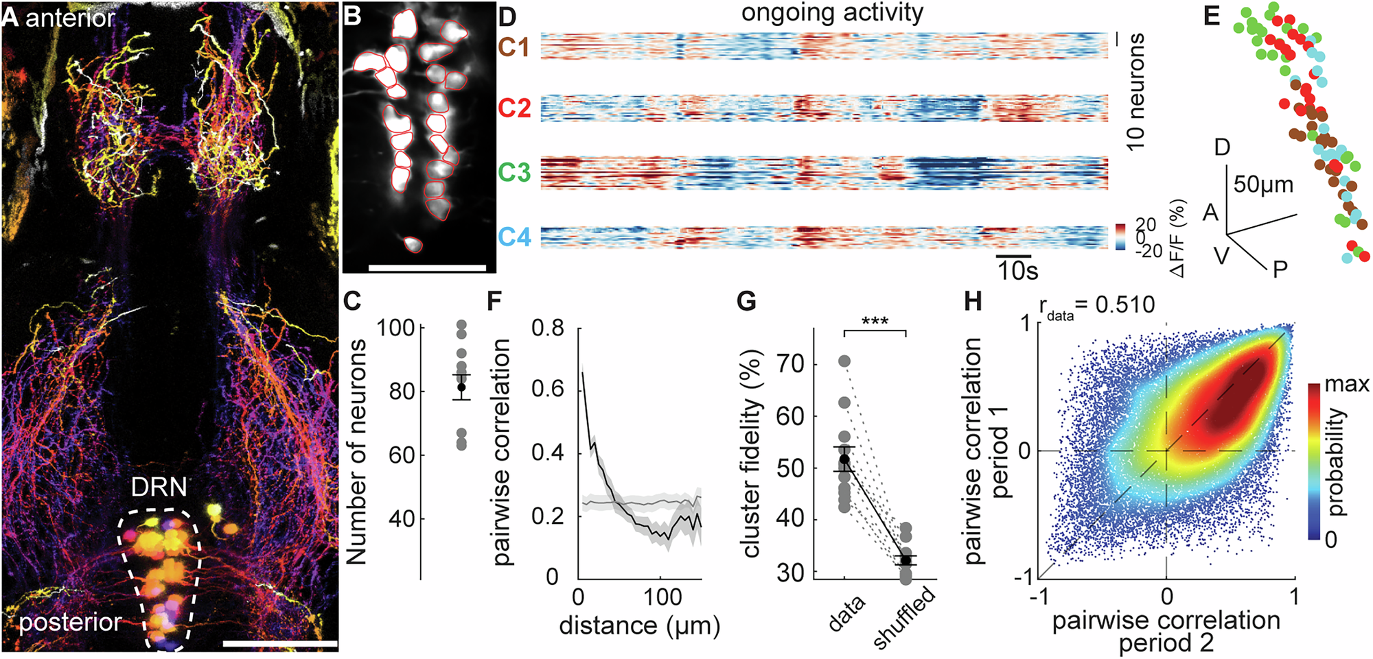 Topographically organized dorsal raphe activity modulates forebrain sensory-motor representations and contributes to defensive behaviors