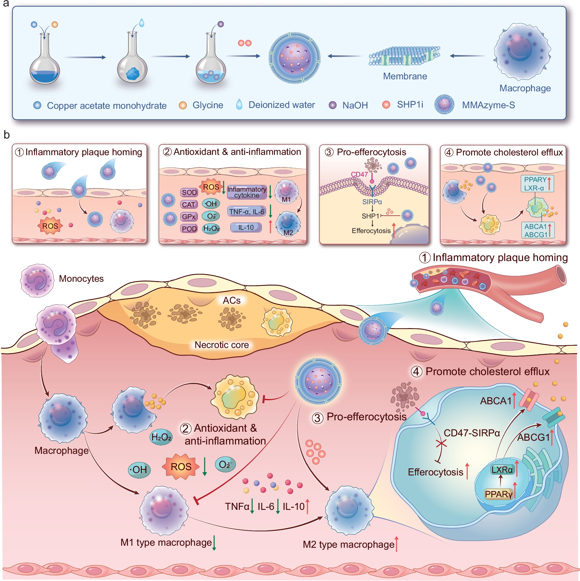 Bioinspired porous metal-amino acid nanozymes enable multi-pathway treatment of atherosclerosis through anti-oxidation and pro-efferocytosis