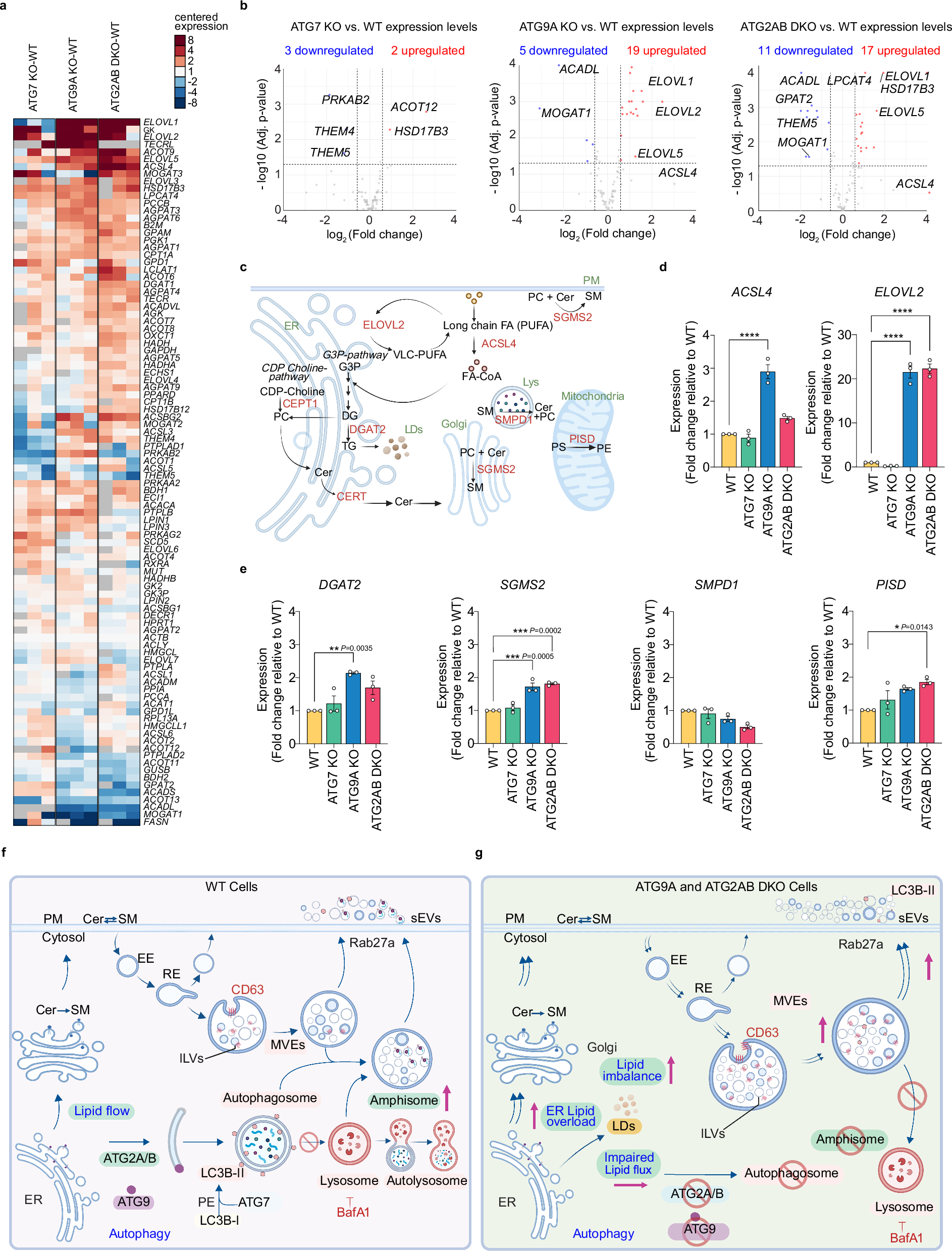 Fig. 6: Autophagy-deficient cells show alterations in gene expression for key lipid processing pathways.