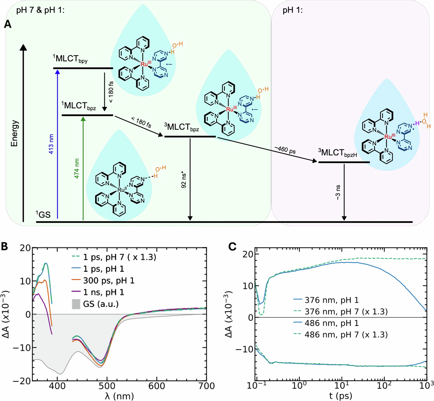 Photograph accompanying Ultrafast X-rays catch water reorganizing in step with a light-driven proton-coupled electron transfer