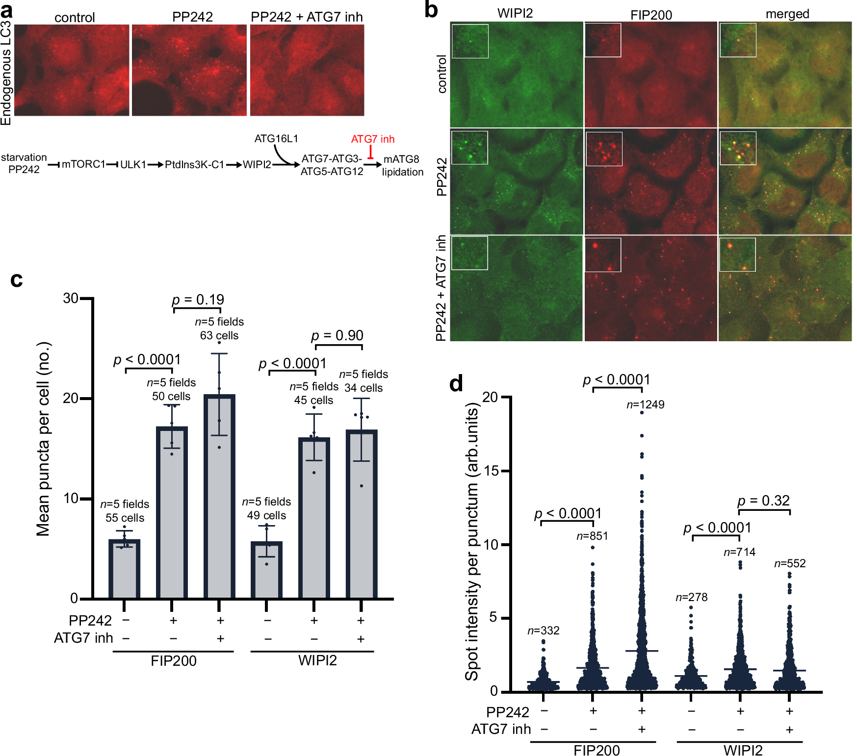 A GABARAP−PtdIns3K-C1 positive feedback loop at the heart of the phagophore nucleation