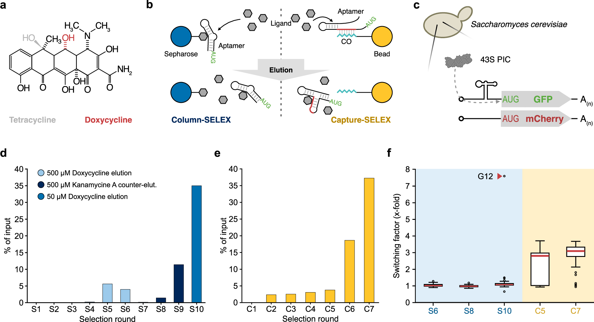 Photograph accompanying Study explains how doxycycline flips the G12 RNA switch in yeast and human cells