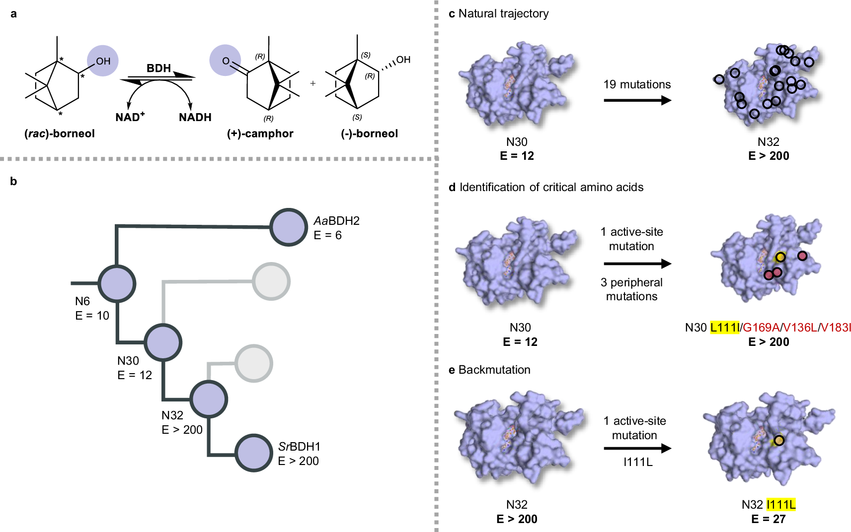 Photograph accompanying Plant enzymes evolved to sort mirror-image molecules through a key active-site mutation plus peripheral changes