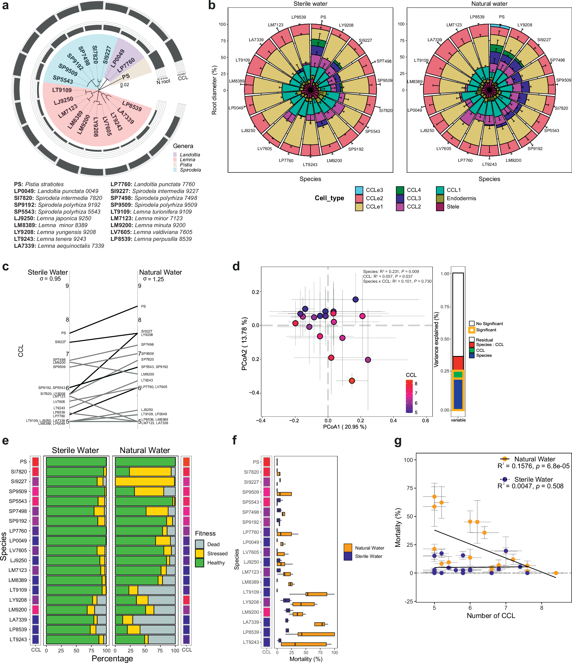 Photograph accompanying Nottingham study finds root's cellular complexity sets how far it can remodel itself in response to microbes