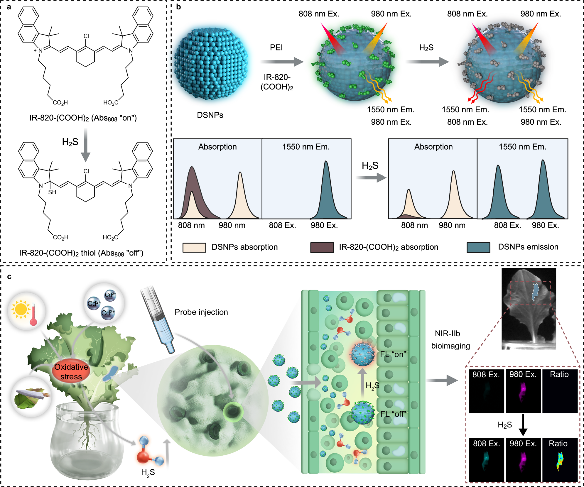 glutathione ray peat In situ NIR-IIb imaging of endogenous H2S signaling for high-resolution abiotic stress visualization in plants OBM Geriatrics | The Size:60 Softgel Capsules Temples