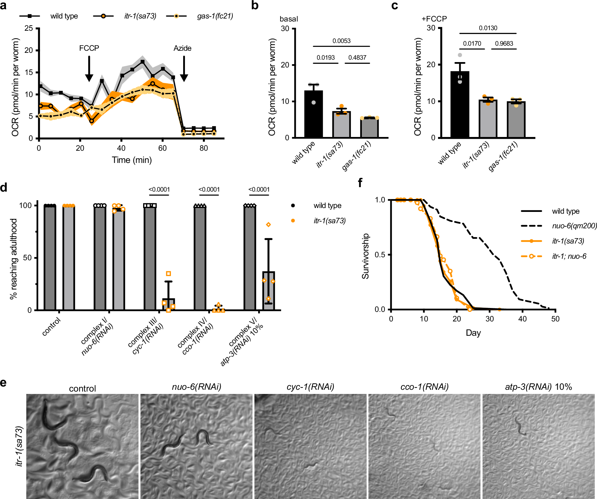 Photograph accompanying Worms with damaged mitochondria need an ER calcium channel to live longer