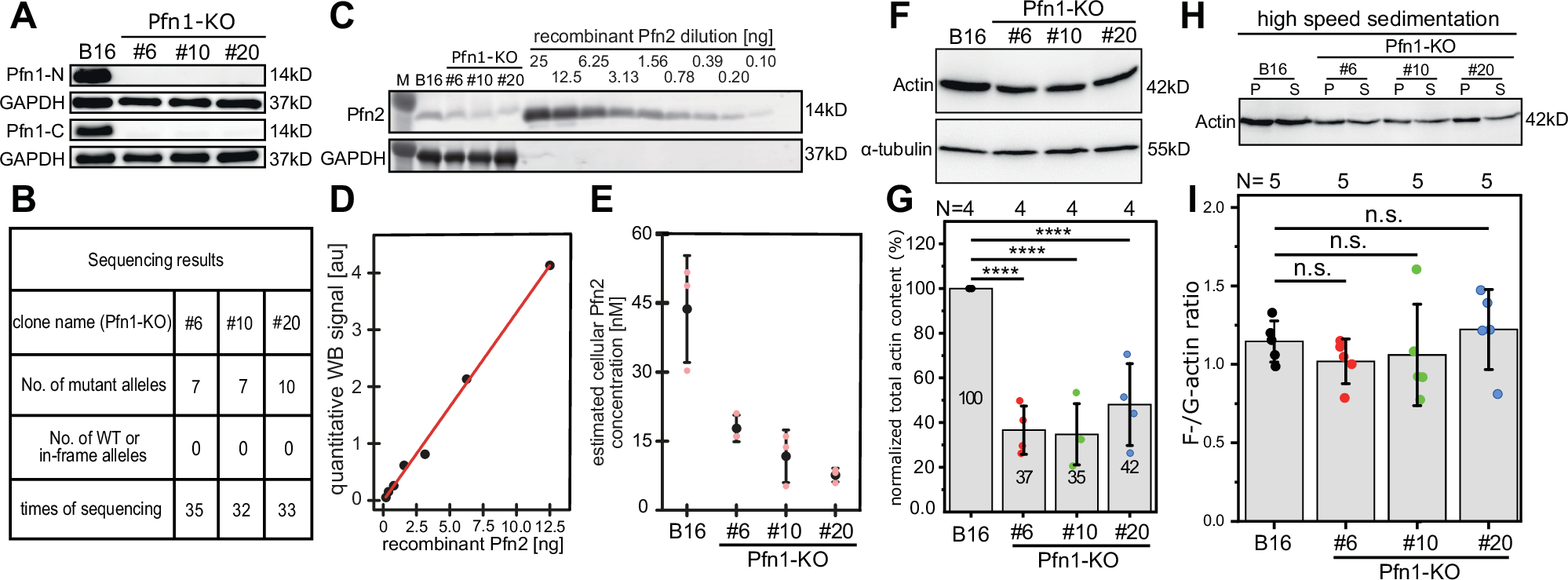 Photograph accompanying Deleting two proteins at once places profilin above Arp2/3 at the cell's leading edge