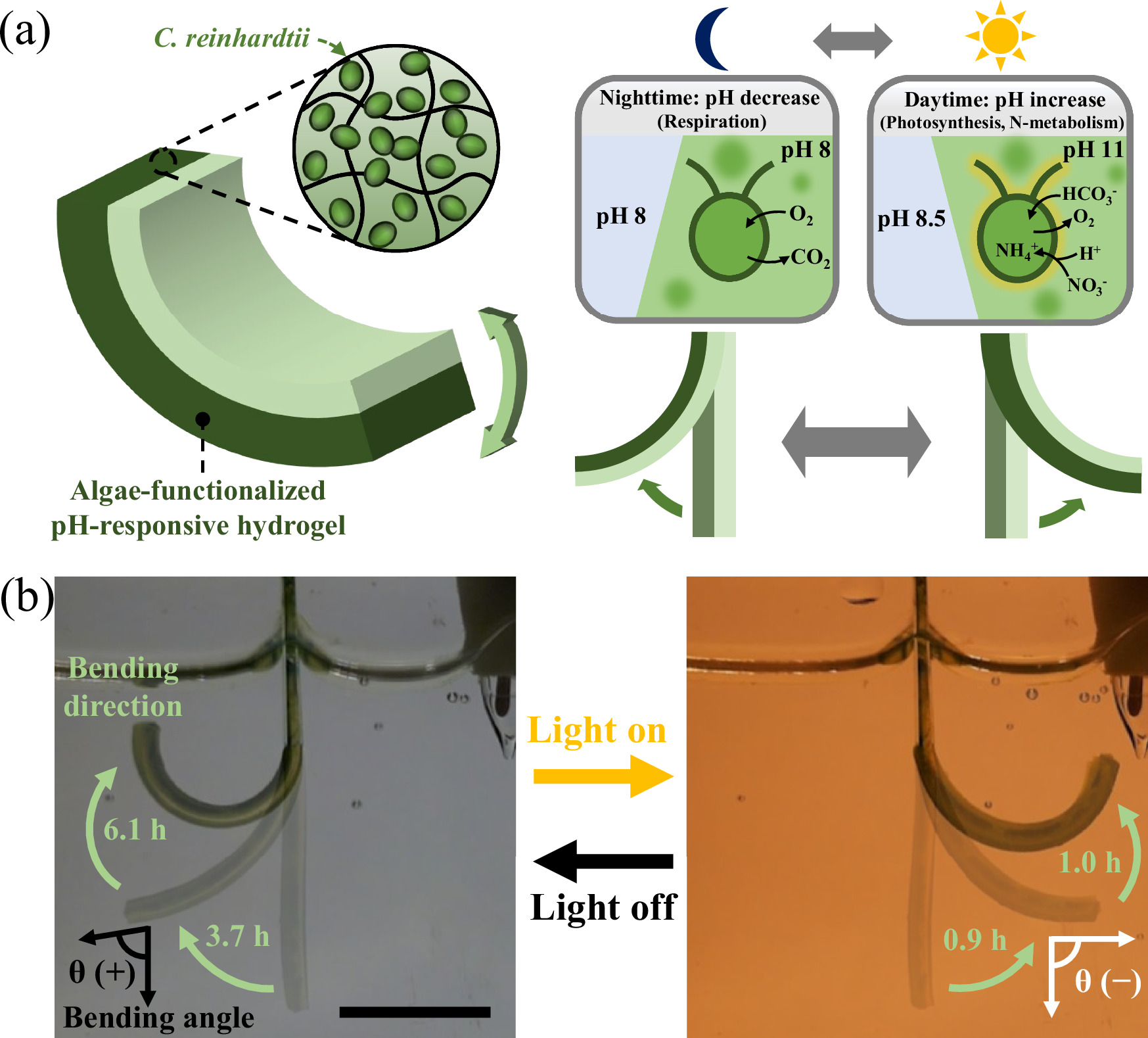 Light-powered photosynthetic living actuator