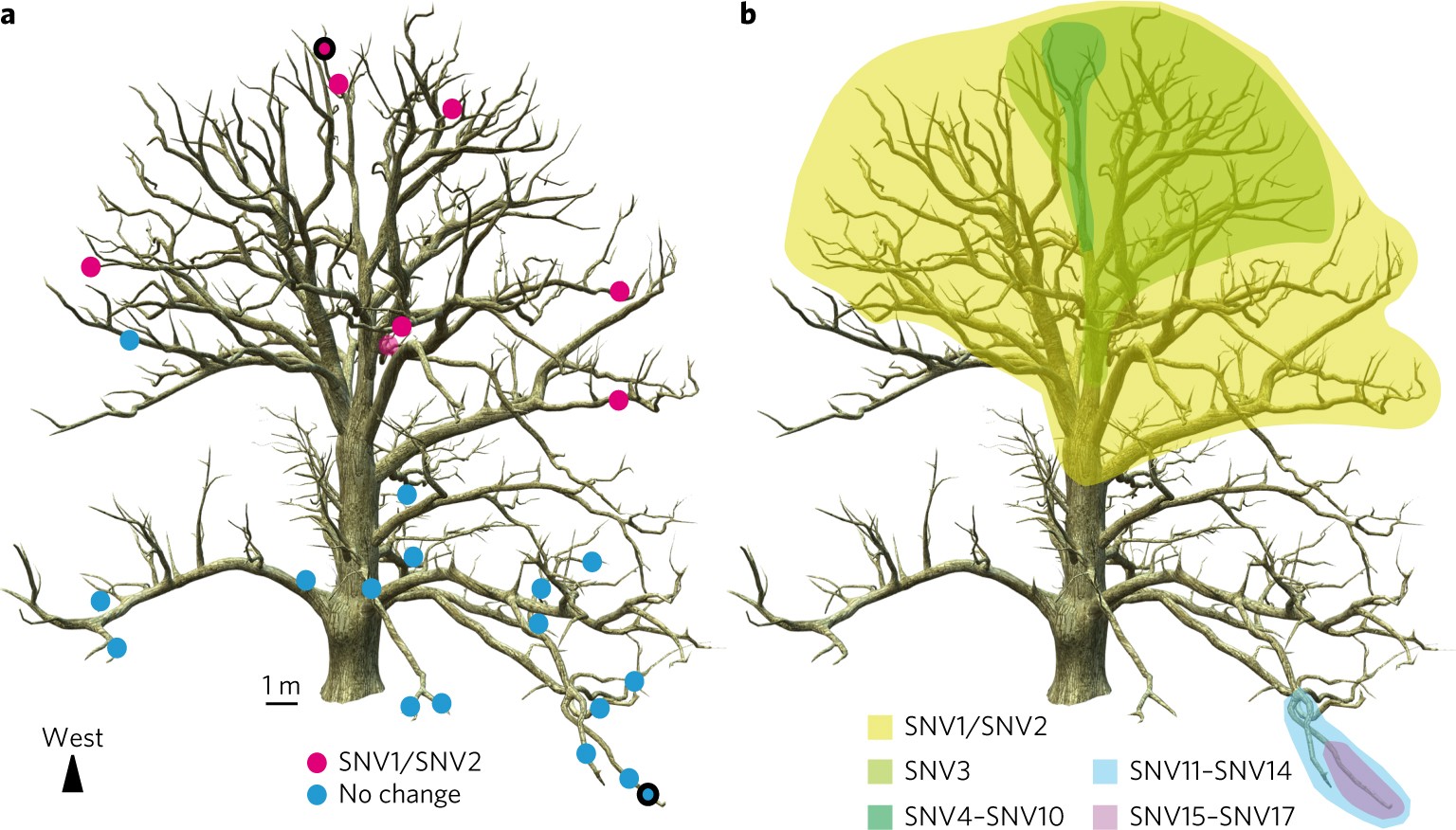 Under The Oak Tree Ch 34 Low number of fixed somatic mutations in a long-lived oak tree | Nature  Plants