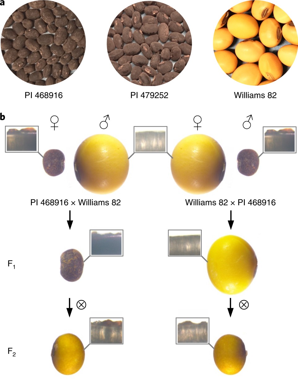 Elevation Of Soybean Seed Oil Content Through Selection For Seed Coat Shininess Nature Plants