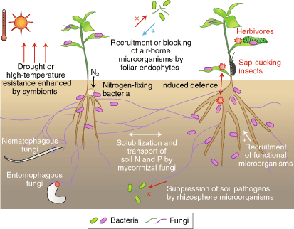 Management of tropical agroecosystems and the beneficial soil biota