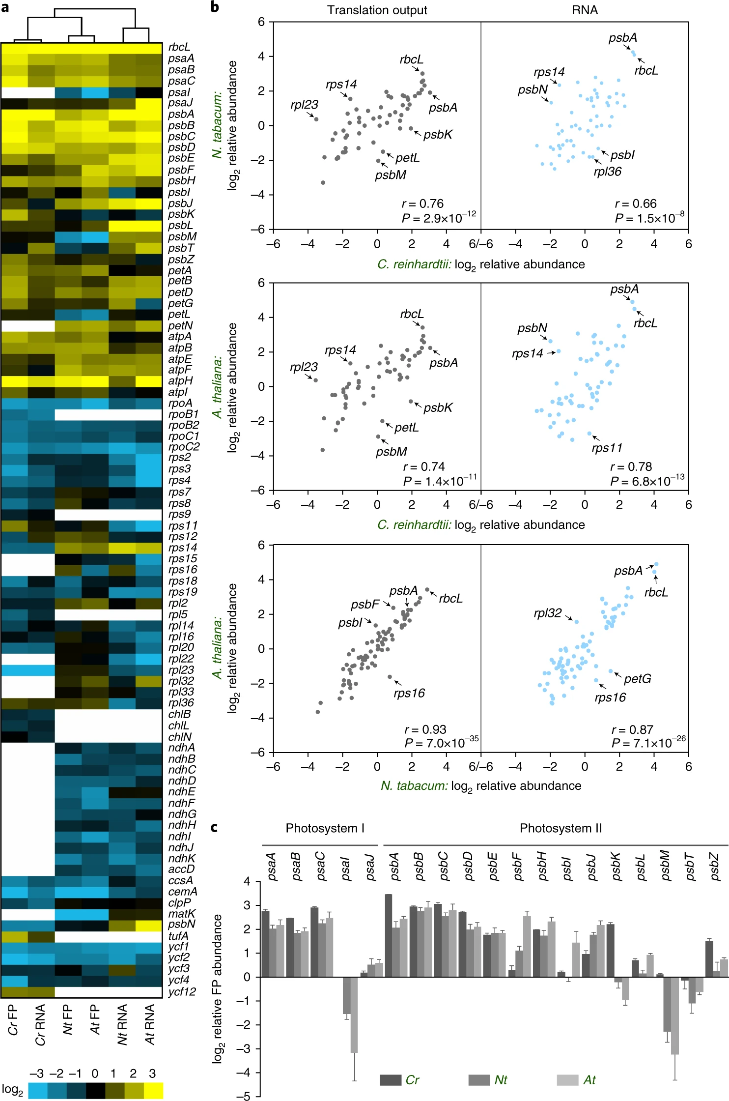 Commonalities and differences of chloroplast translation in a green alga and land plants