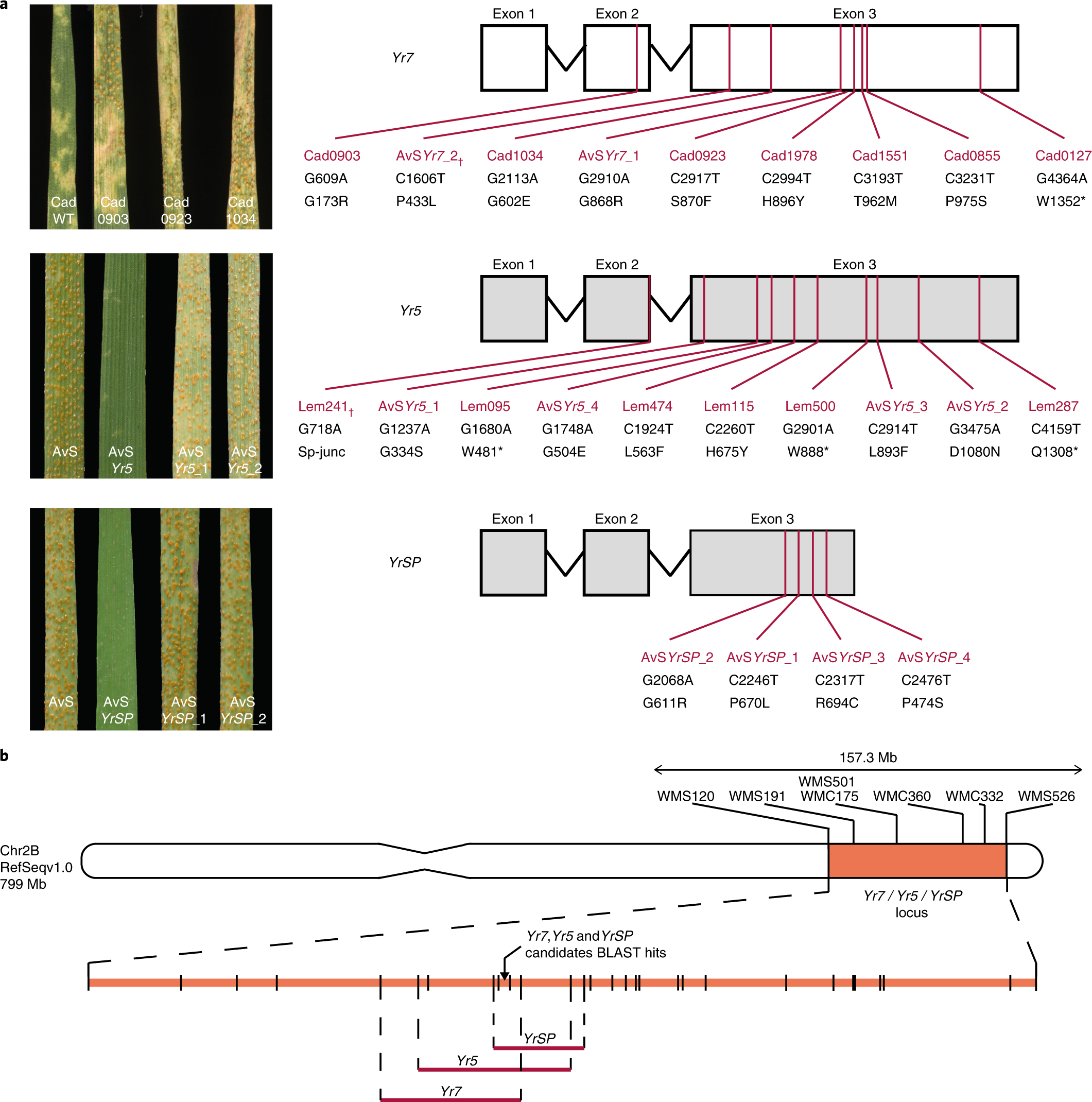 BED-domain-containing immune receptors confer diverse resistance spectra to  yellow rust