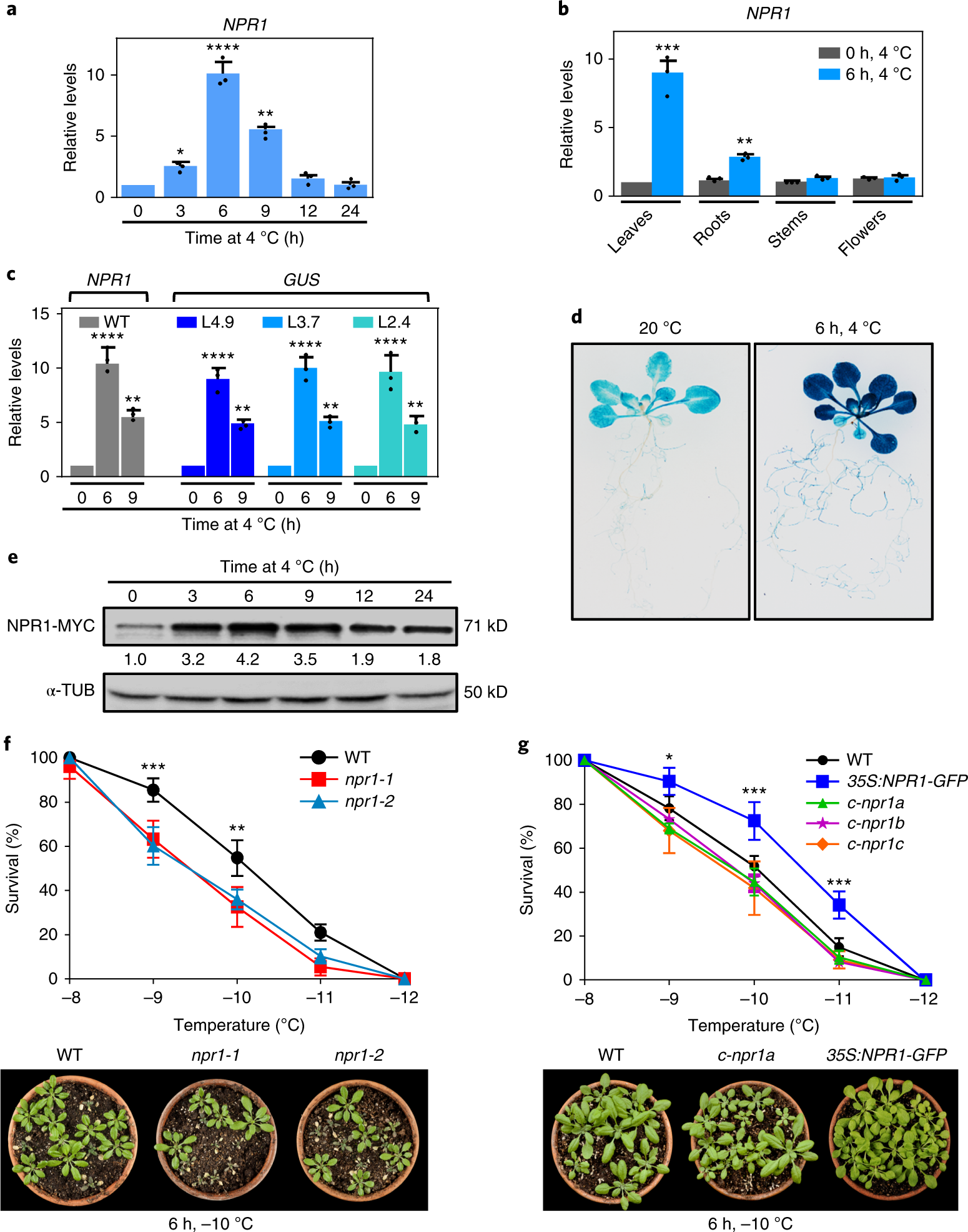 Npr1 Mediates A Novel Regulatory Pathway In Cold Acclimation By Npr1 Mediates A Novel Regulatory
