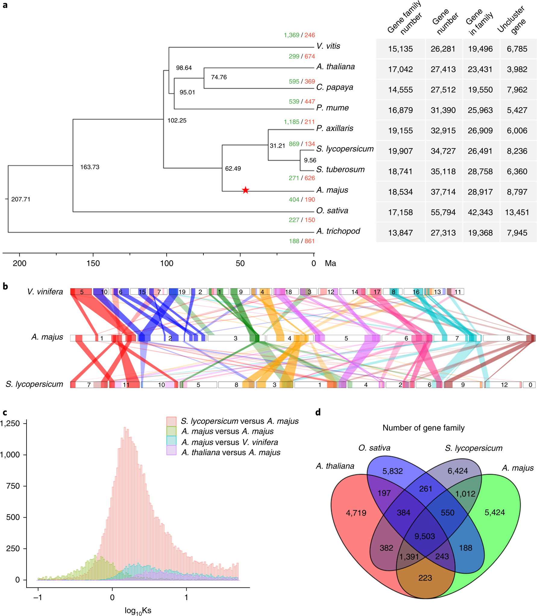 Fig. 2: Genome evolution of A. majus.