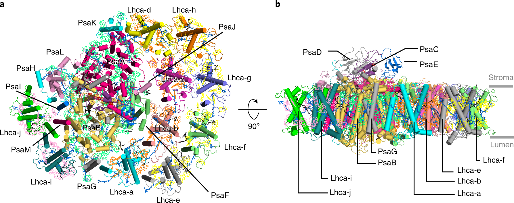 The Extended Light-Harvesting Complex (LHC) Protein Superfamily:  Classification and Evolutionary Dynamics
