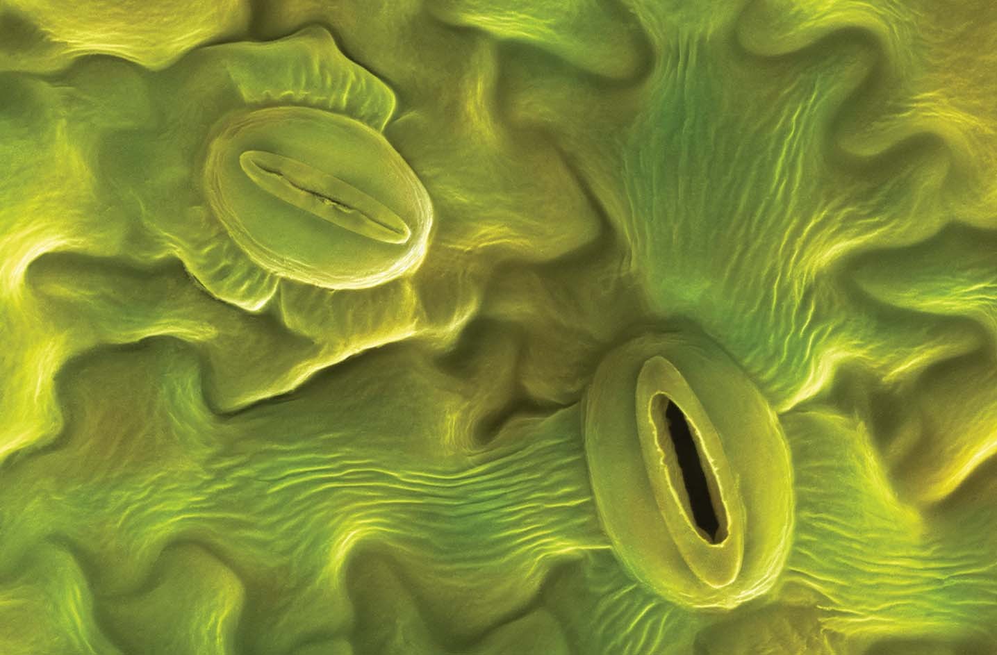 Resultado de imagem para stomata