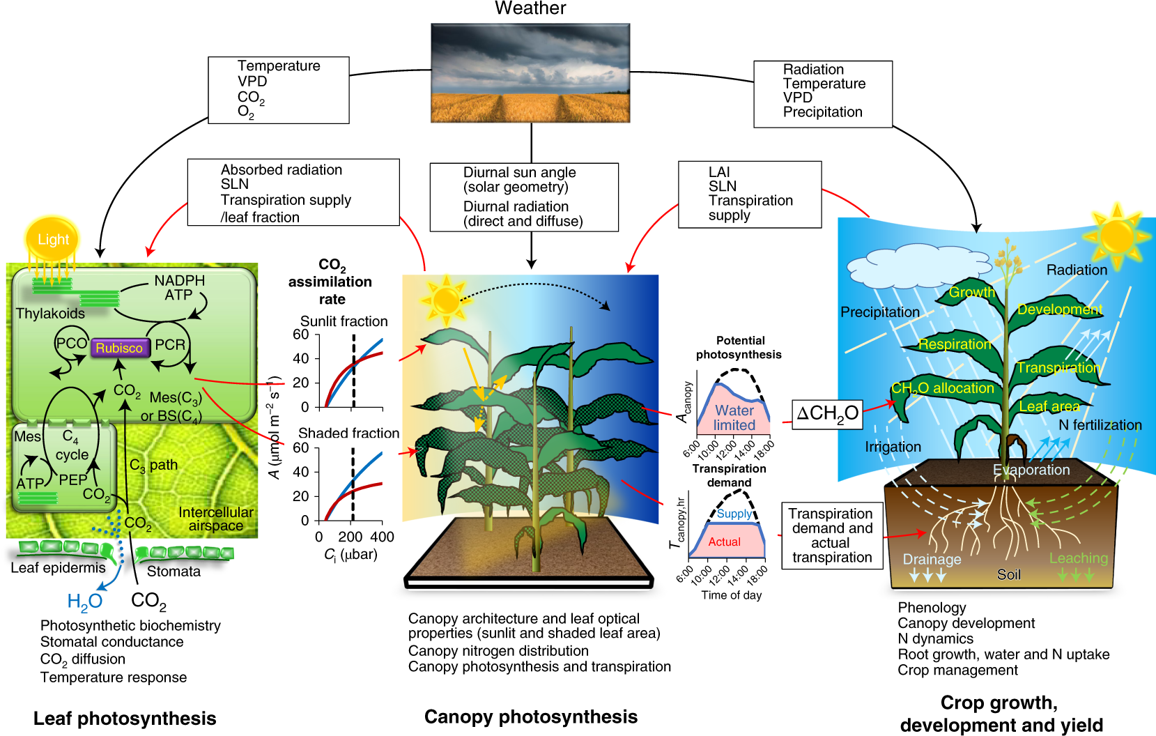 Quantifying impacts of enhancing photosynthesis on crop yield | Nature  Plants