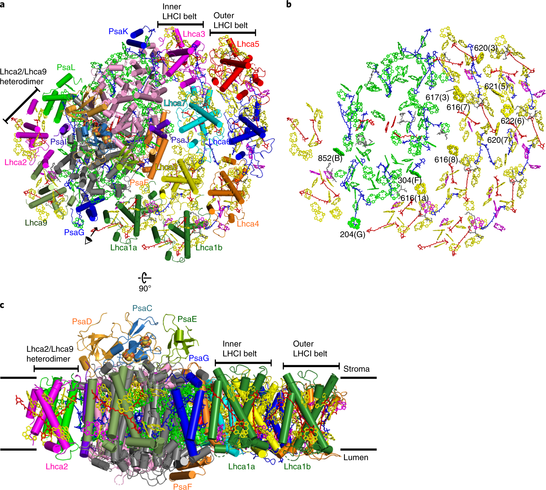 The Extended Light-Harvesting Complex (LHC) Protein Superfamily:  Classification and Evolutionary Dynamics