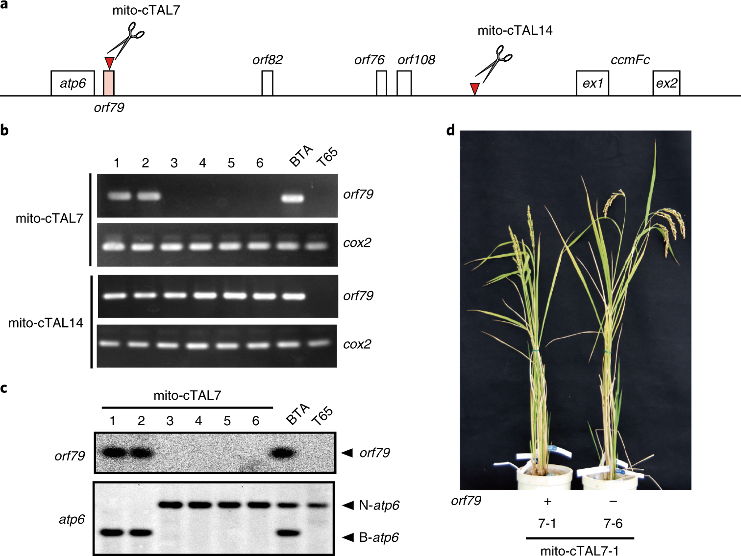 Curing Cytoplasmic Male Sterility Via Talen Mediated Mitochondrial