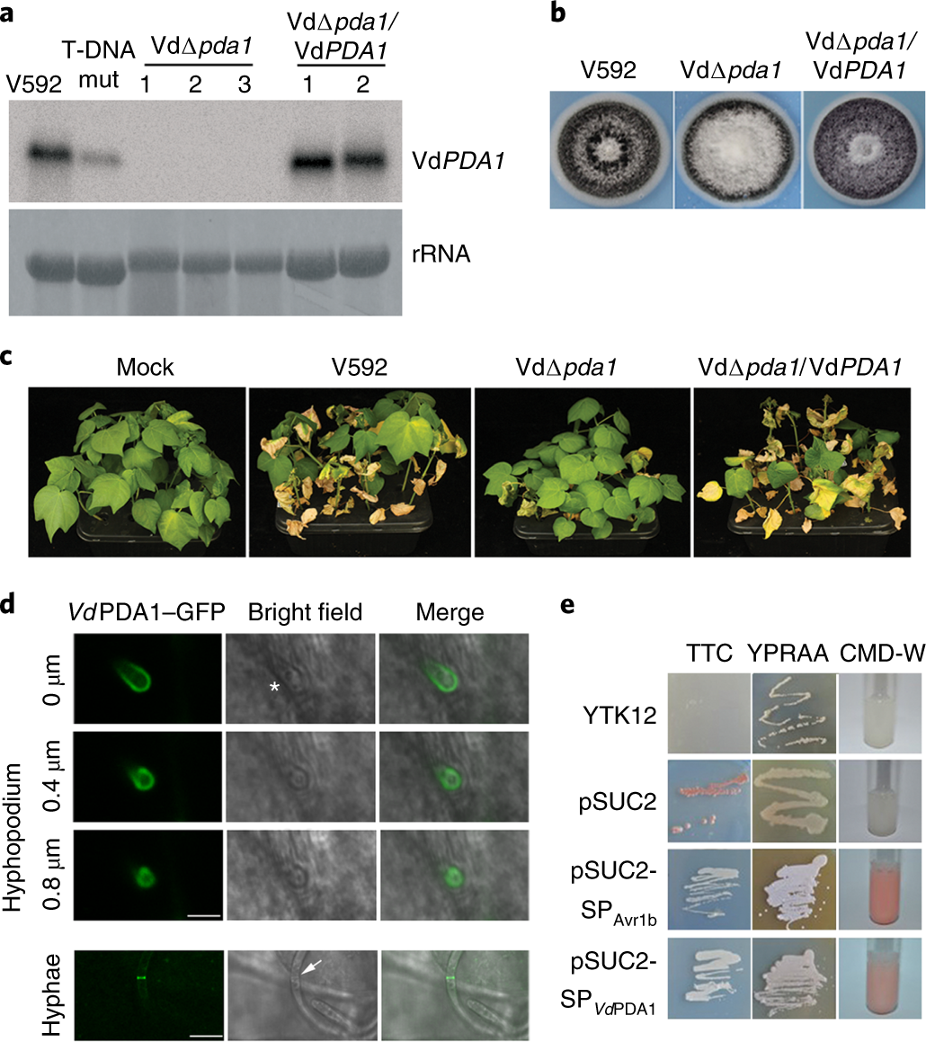 Deacetylation Of Chitin Oligomers Increases Virulence In Soil Borne Fungal Pathogens Nature Plants