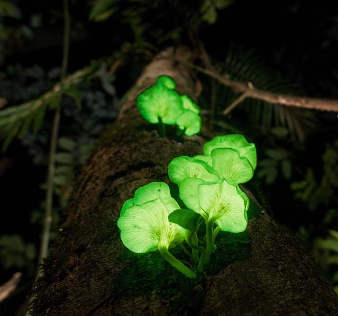 glowing tobacco plant Let there be light