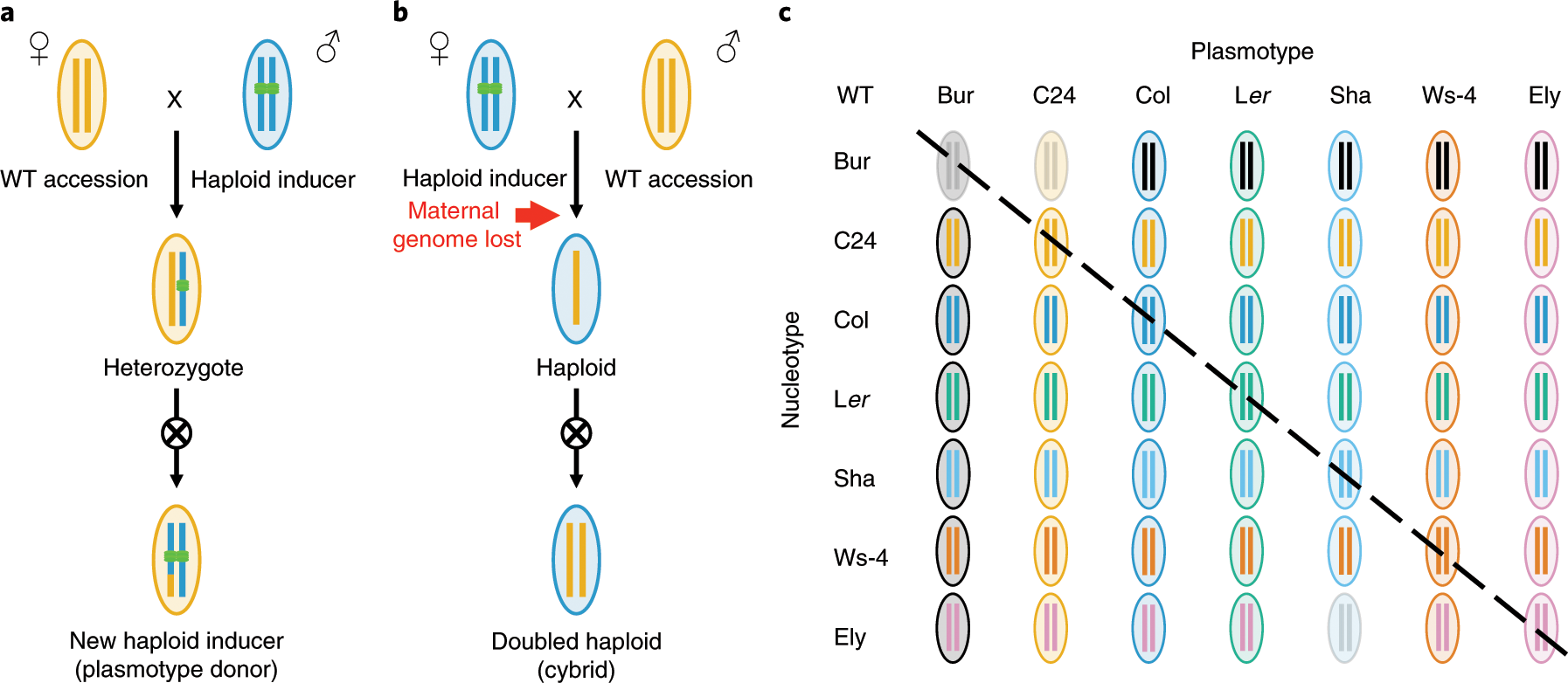 Reciprocal cybrids reveal how organellar genomes affect plant phenotypes |  Nature Plants