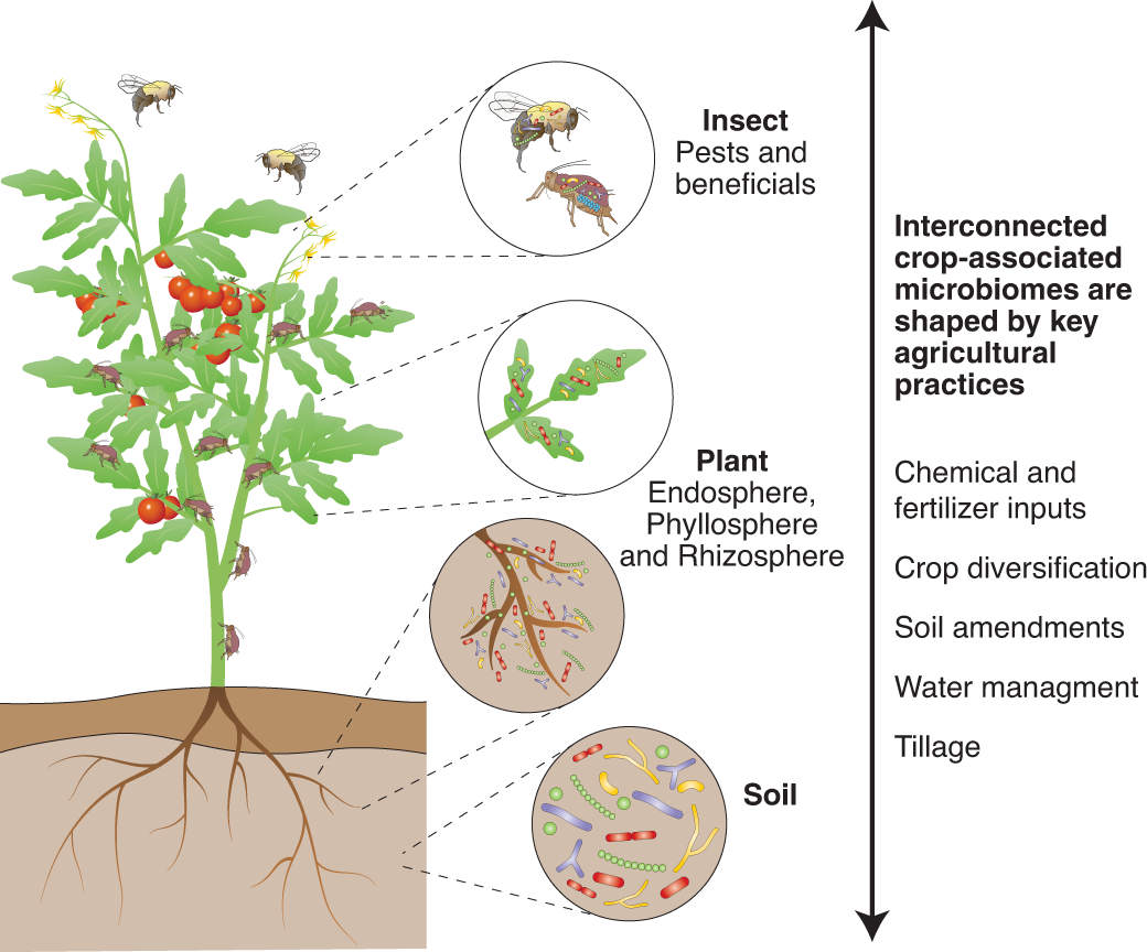 Harnessing the Power of Microbiome Products for Sustainable Cotton Farming