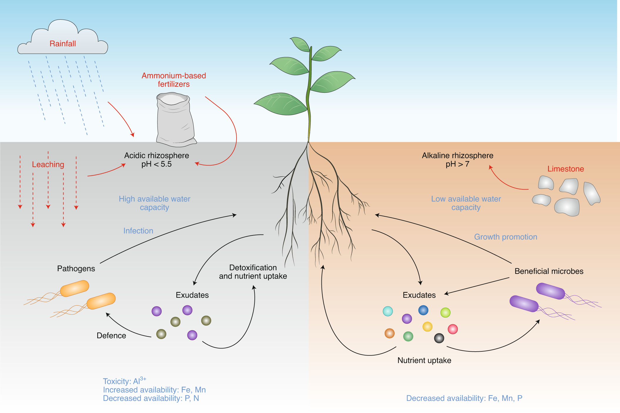 The enigma of environmental pH sensing in plants | Nature Plants