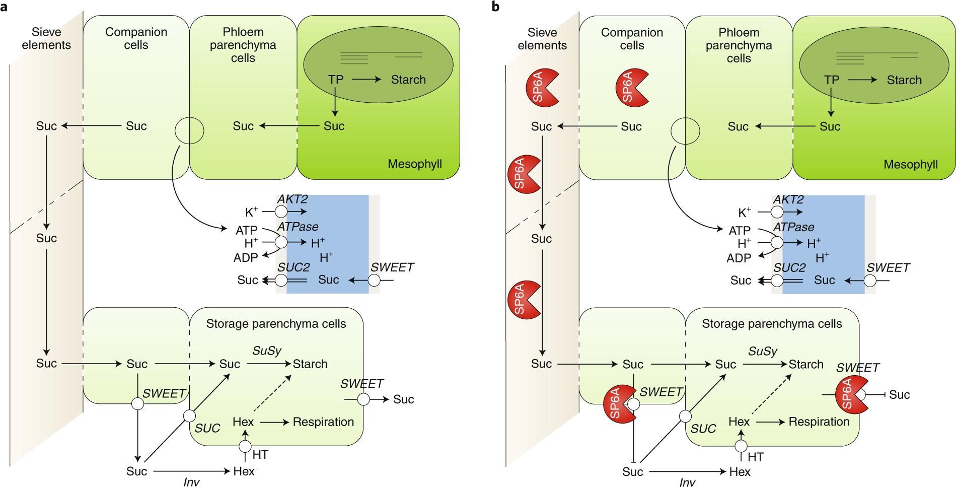 Cellular and Molecular processes Roche Full Size. Active load