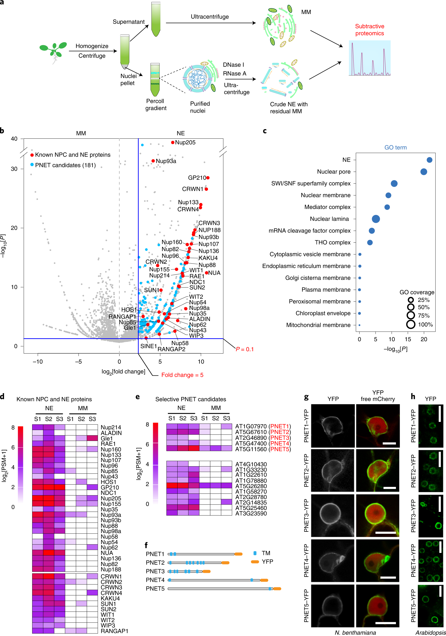 Global profiling of plant nuclear membrane proteome in Arabidopsis | Nature Plants Global profiling of plant nuclear membrane proteome in Arabidopsis | Nature Plants