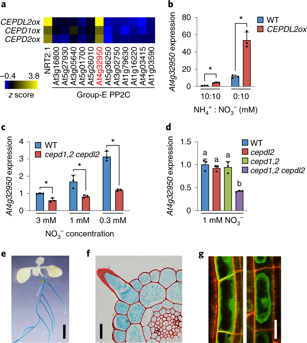 A Type 2c Protein Phosphatase Activates High Affinity Nitrate Uptake By Dephosphorylating Nrt2 1 Nature Plants