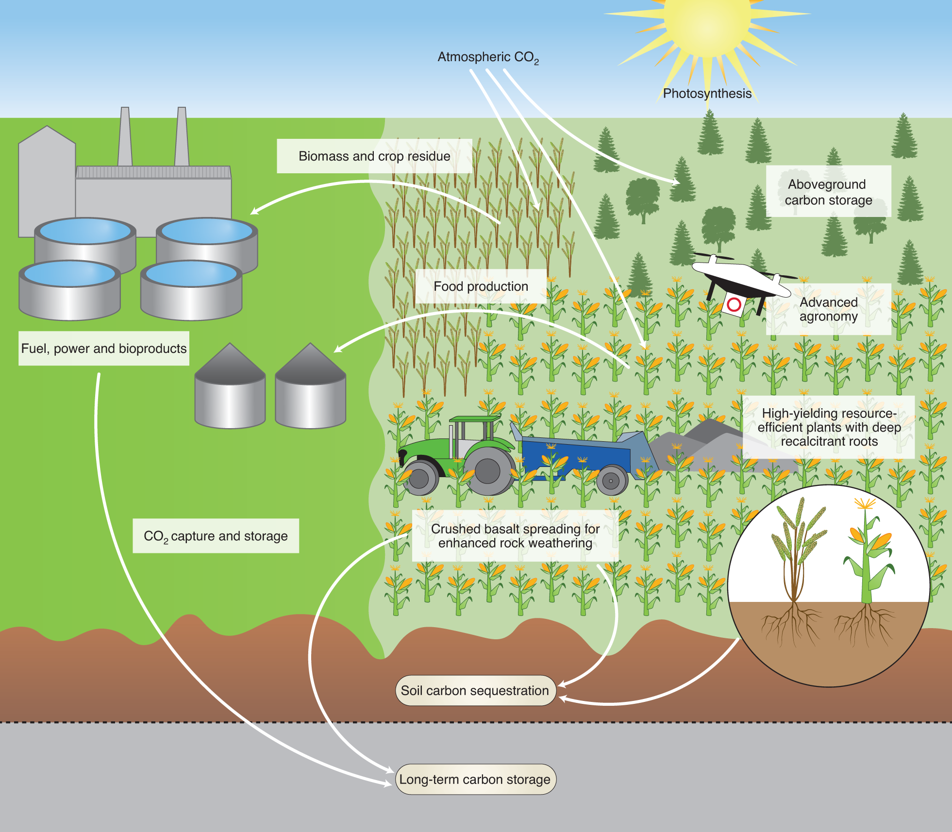 Rhizosphere engineering for soil carbon sequestration: Trends in Plant  Science