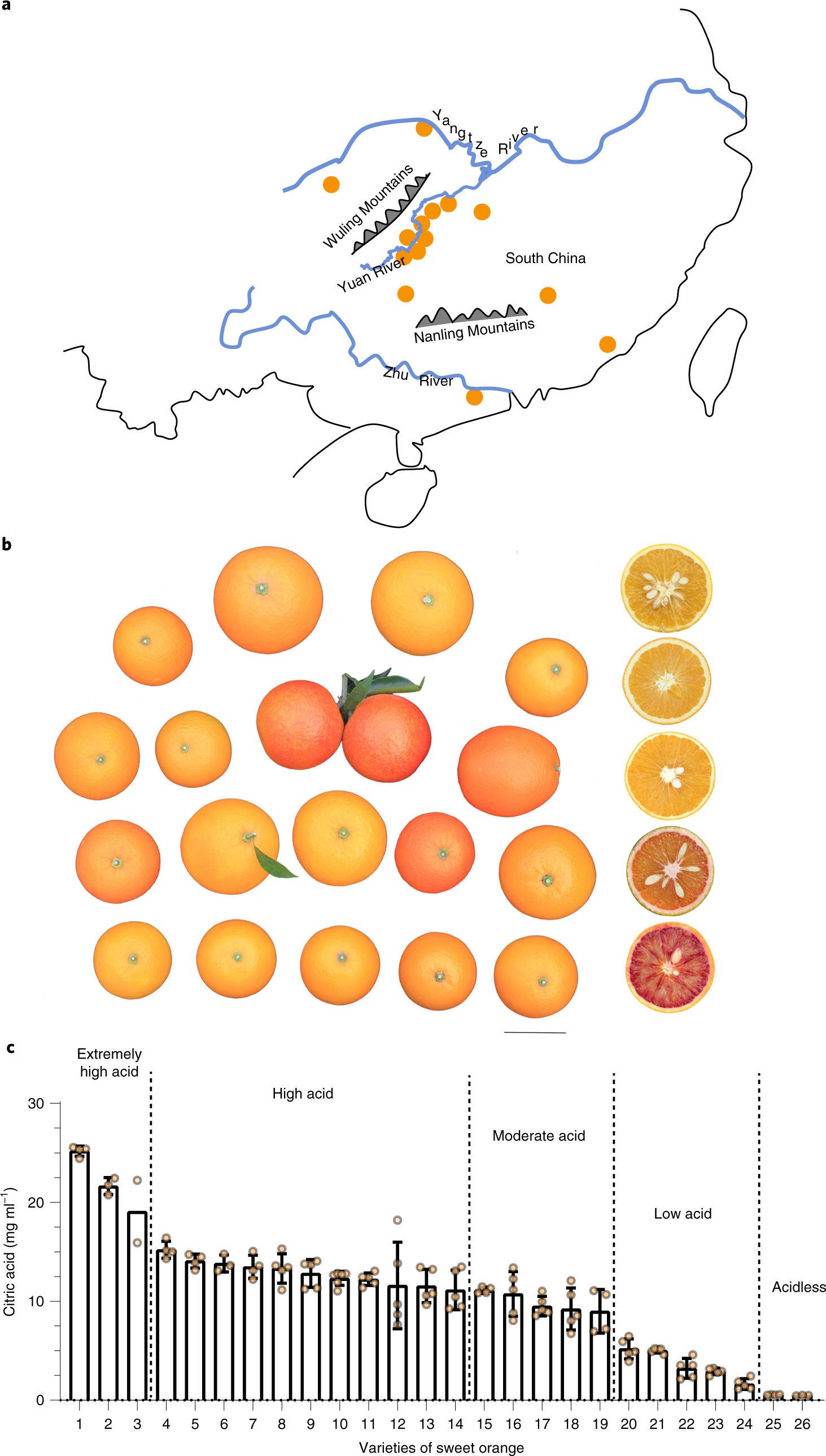 Somatic variations led to the selection of acidic and acidless orange  cultivars | Nature Plants