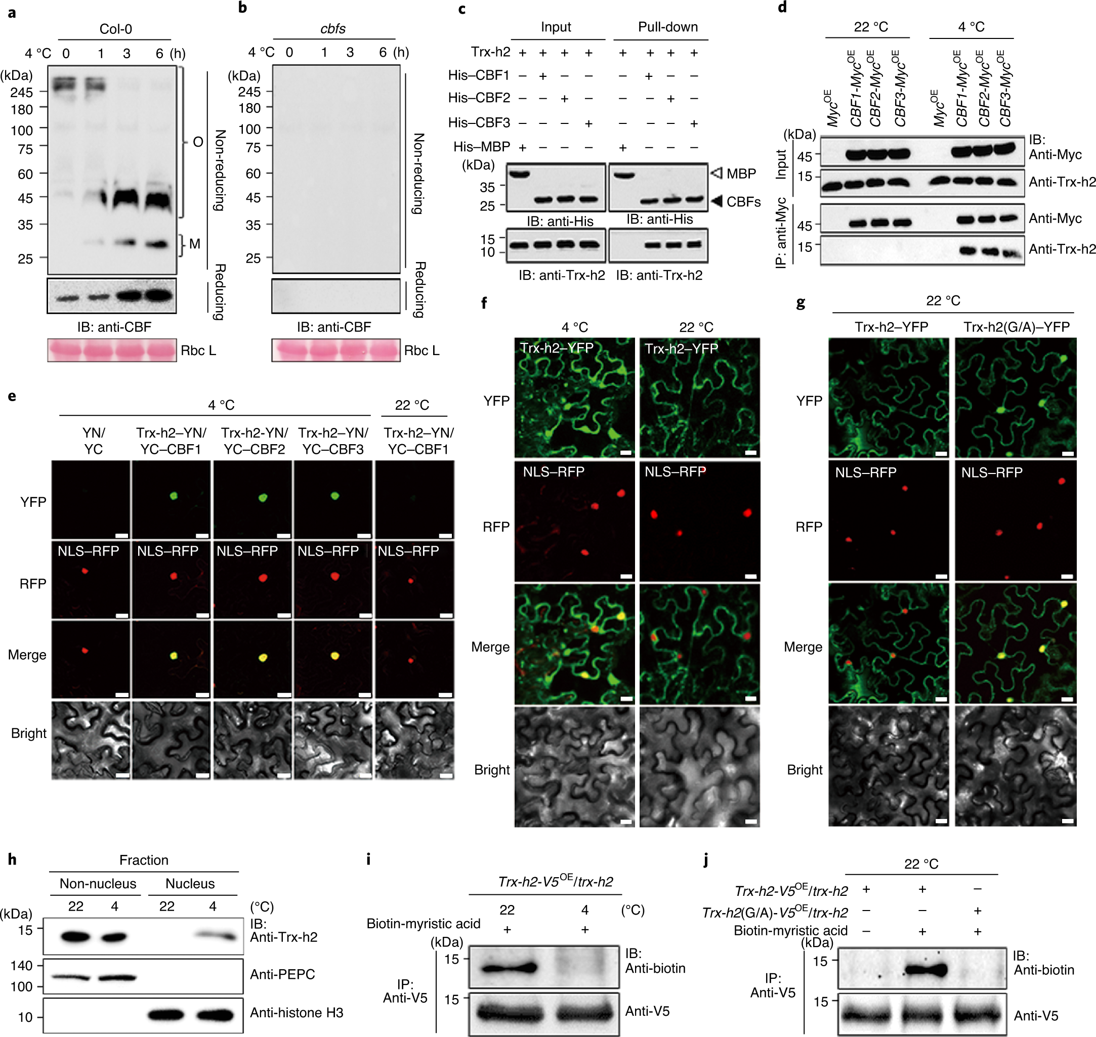 Redox-dependent structural switch and CBF activation confer freezing  tolerance in plants | Nature Plants